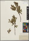 Foto von Salix planifolia Pursh